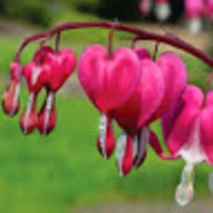 Meet your Posher, Robin